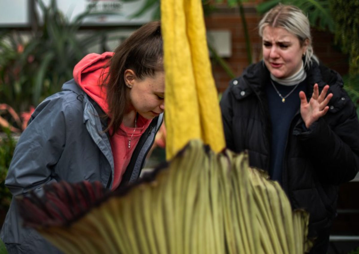 Two students get the full olifactory experience of the corpse flower