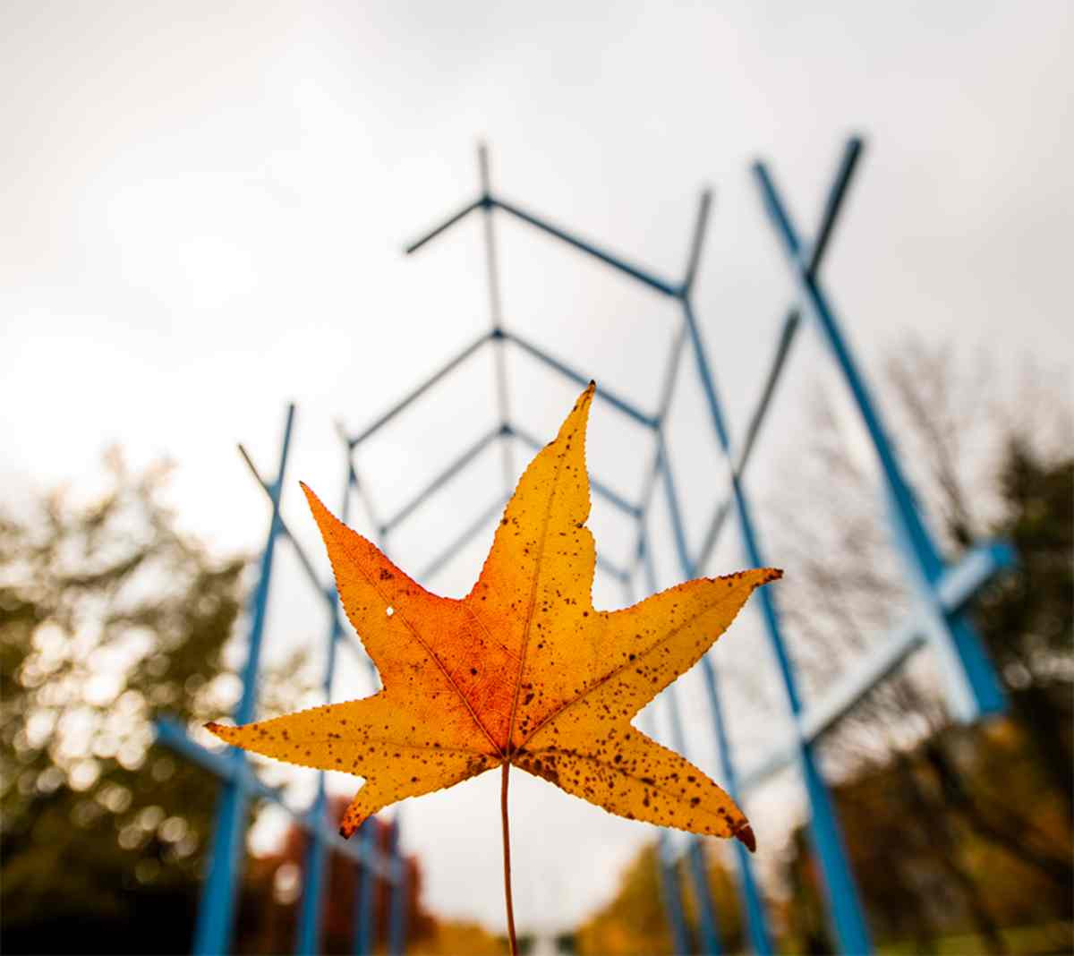 Fall image of the Transformational Link sculpture on campus