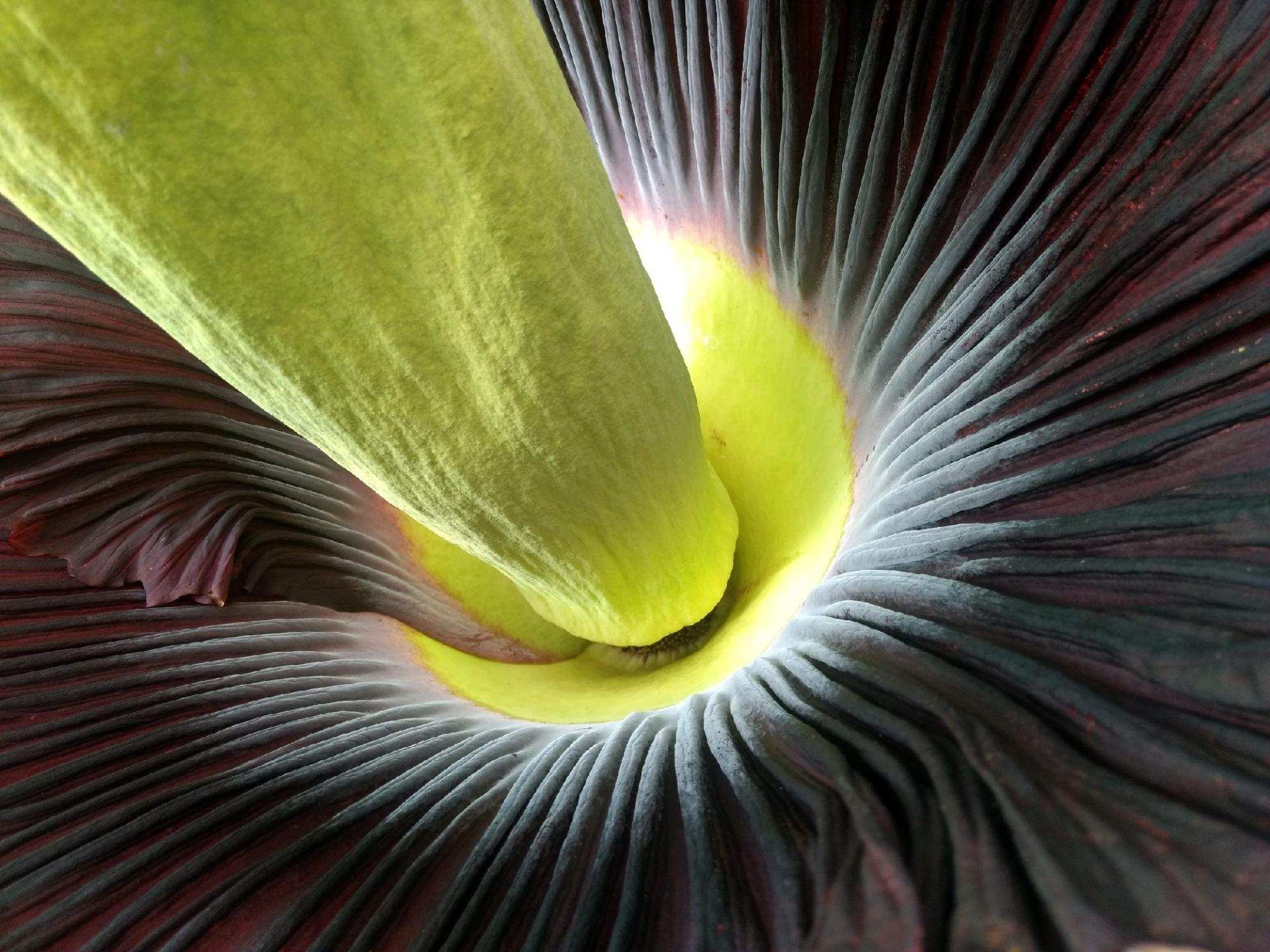 A Smelly Sensation: Watch time-lapse video of our corpse flower opening ...