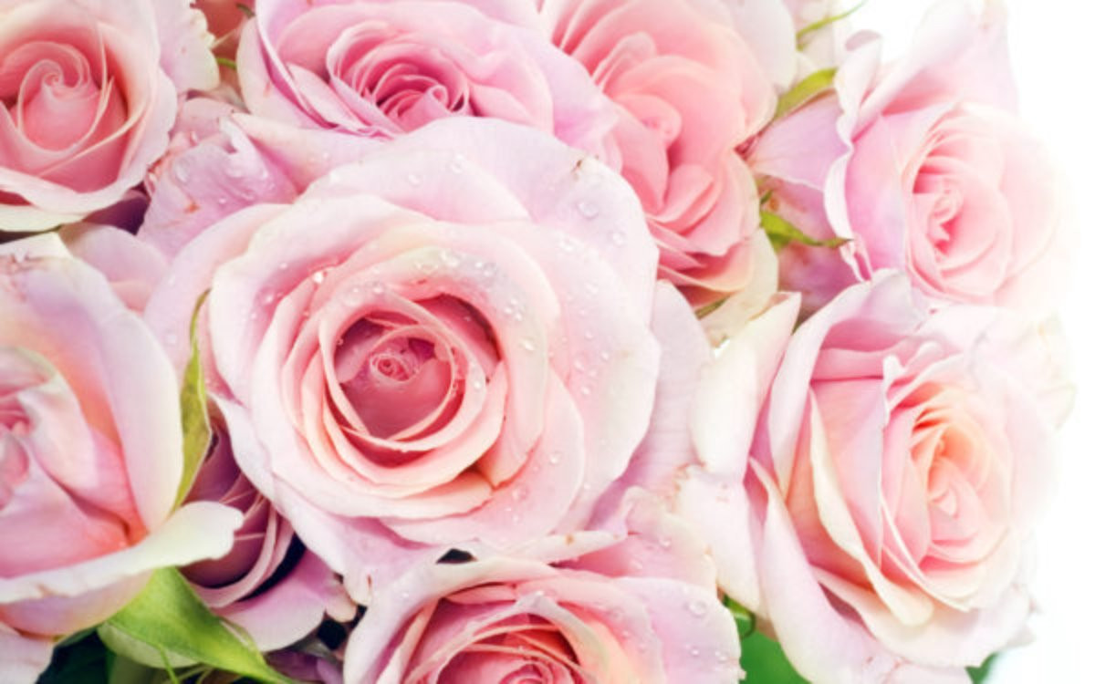pink roses to honor Breast Cancer Awareness Month
