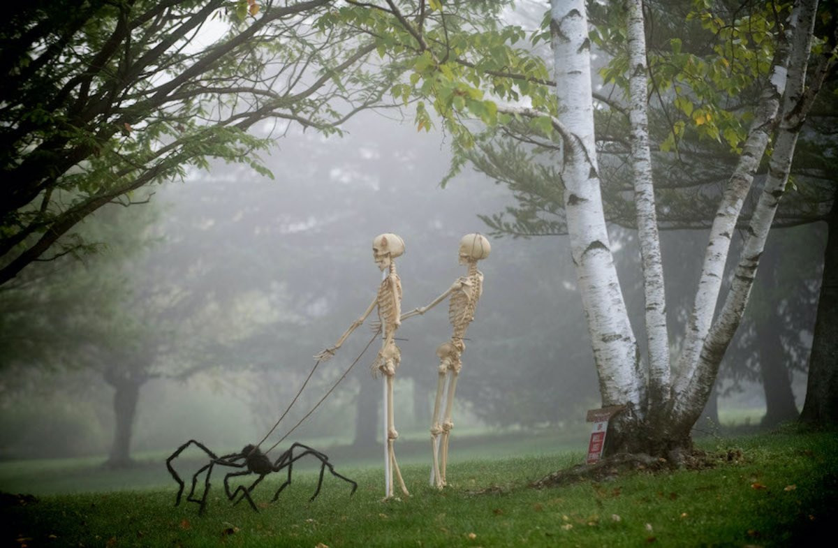 Two skeletons walking a spider during a foggy october on campus