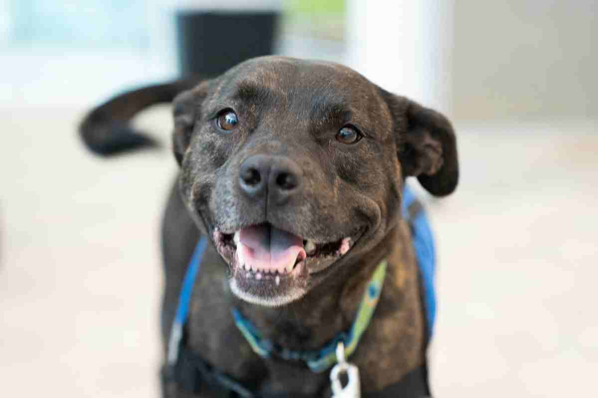 A brown dog smiling