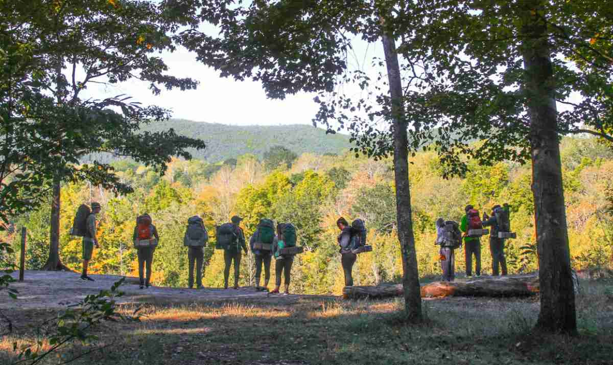 A line of hiker looking at the view of trees