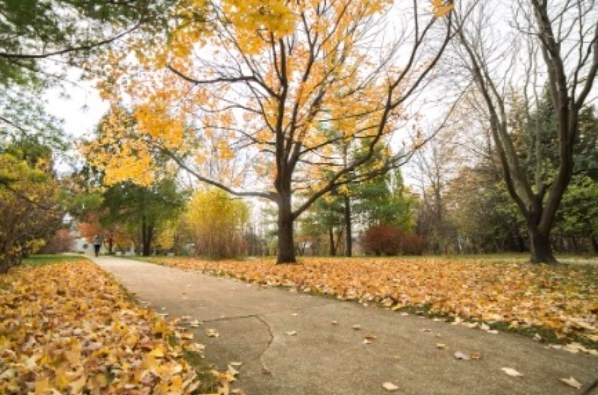 Trail with yellow fall tree and leaves on the ground