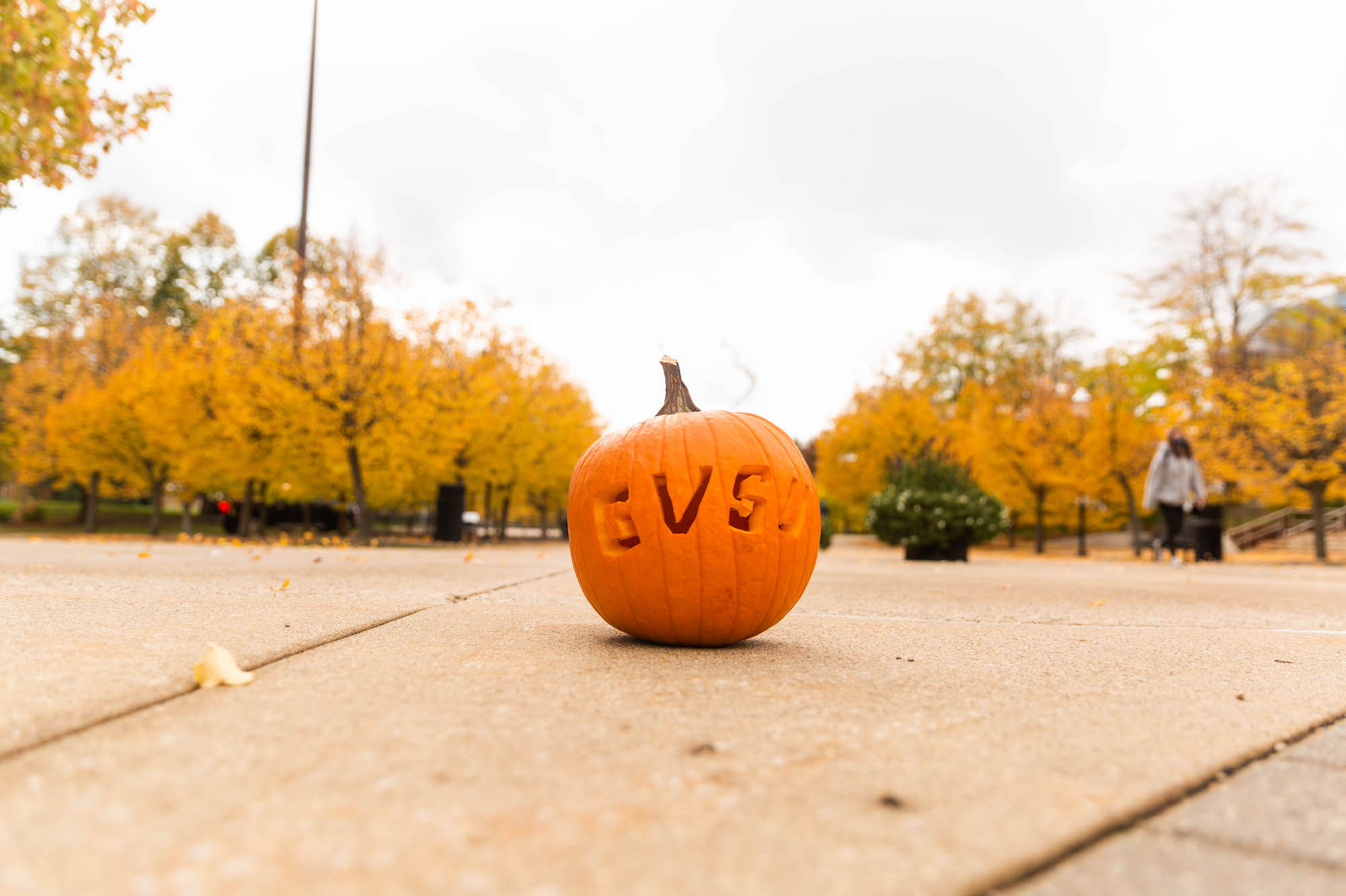 pumpkin with GVSU carved into it 