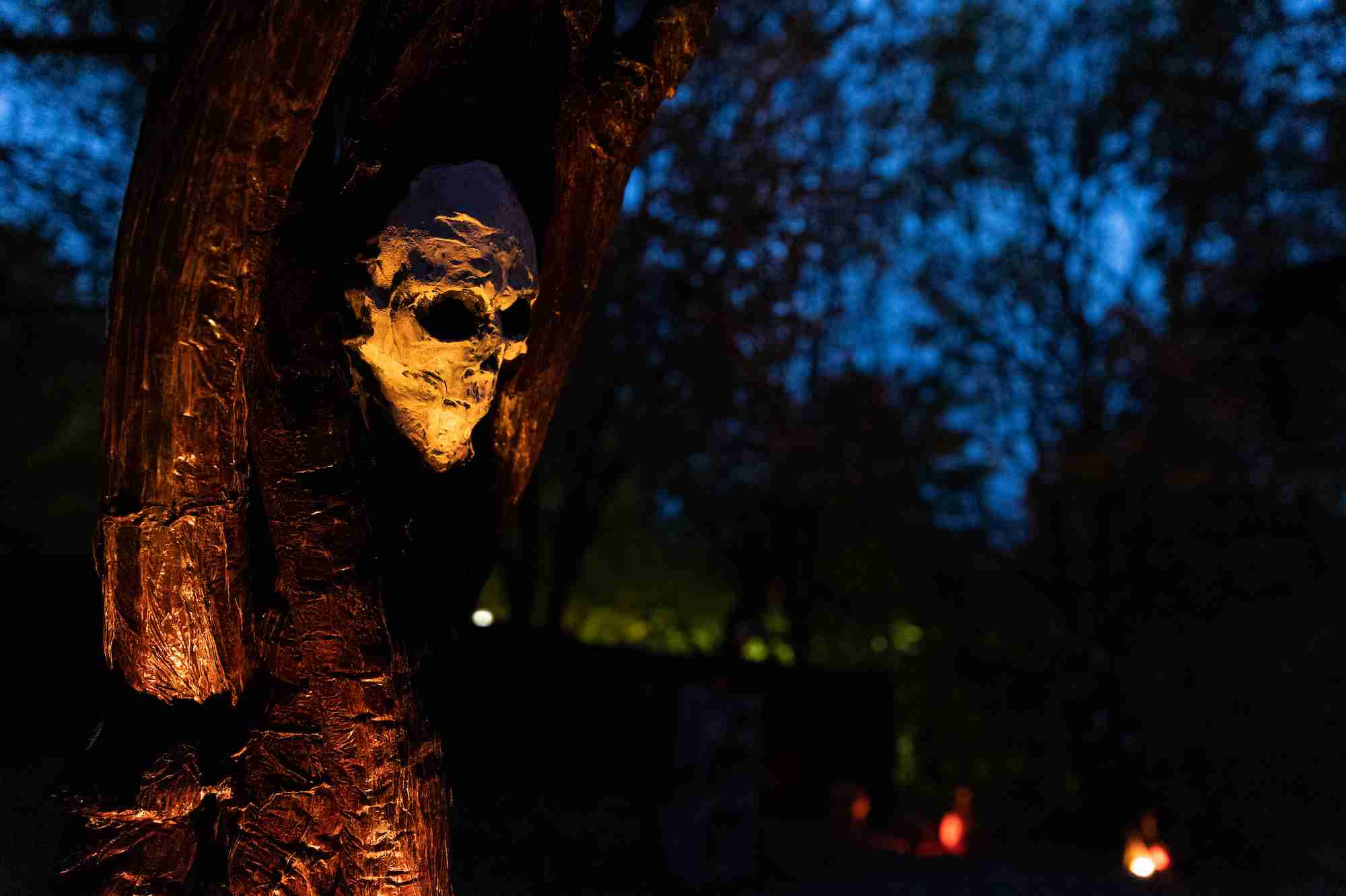 A mask in a tree in the haunted arboretum